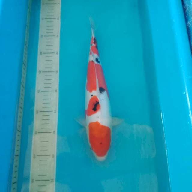 Sanke Doit 34 cm