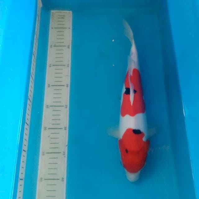 Sanke Doit 34 cm