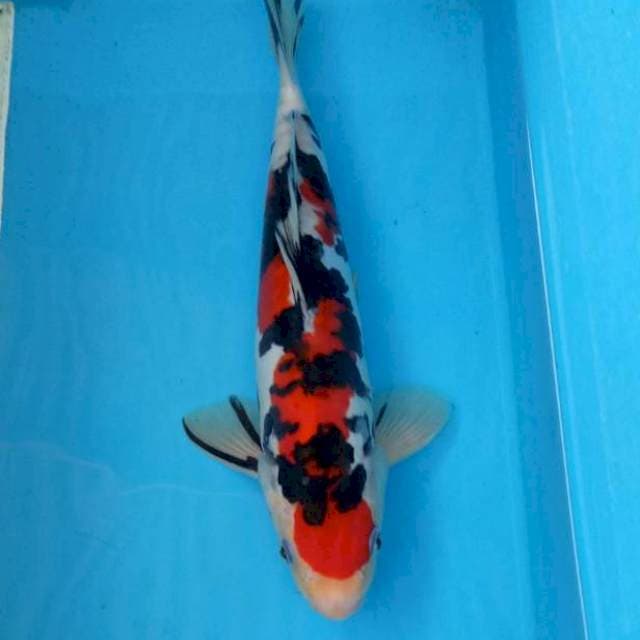BKS ( SANKE 28 CM )