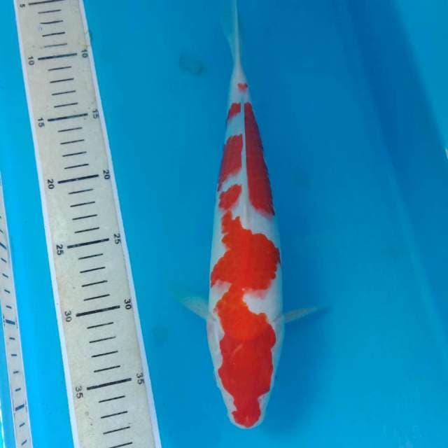 Kohaku 32 cm