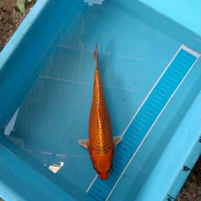 Ki Matsuba 30 cm