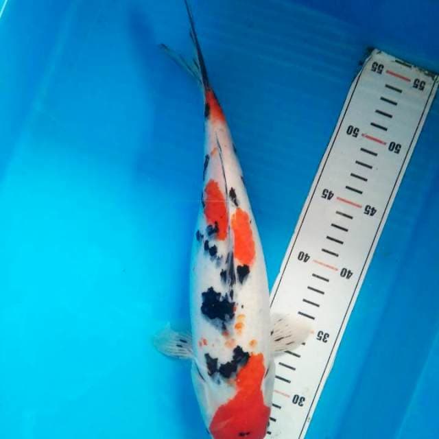 sanke 30 cm