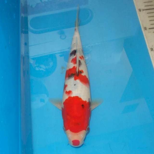 SANSHOKU