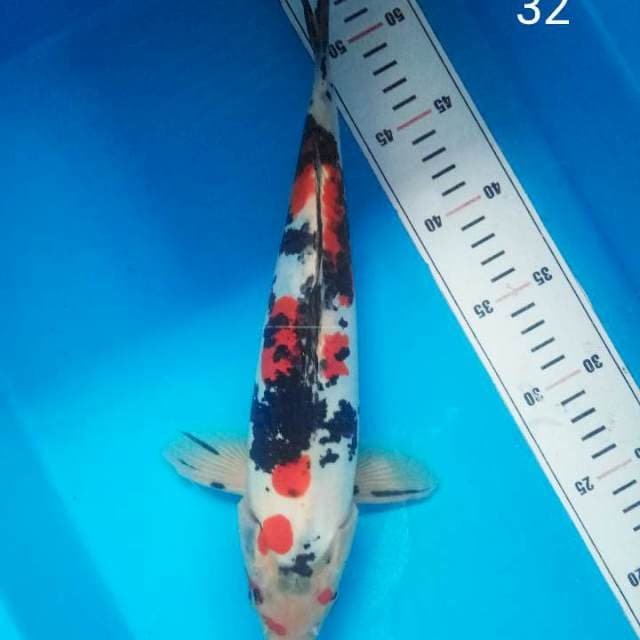 doitsu sanke 32 cm