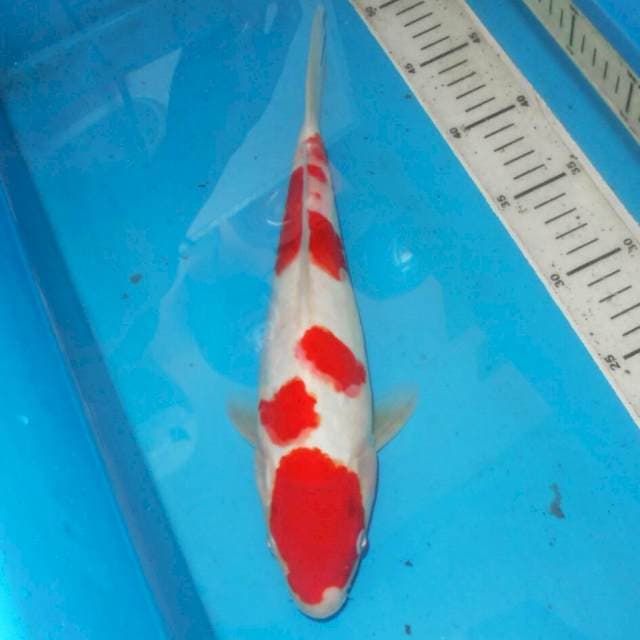 KOHAKU TOTOL TOTOL