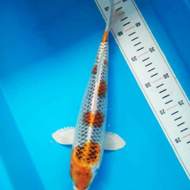 kojaku 28 cm