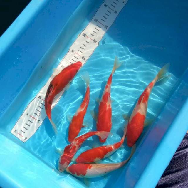 TYK Kohaku Sanke