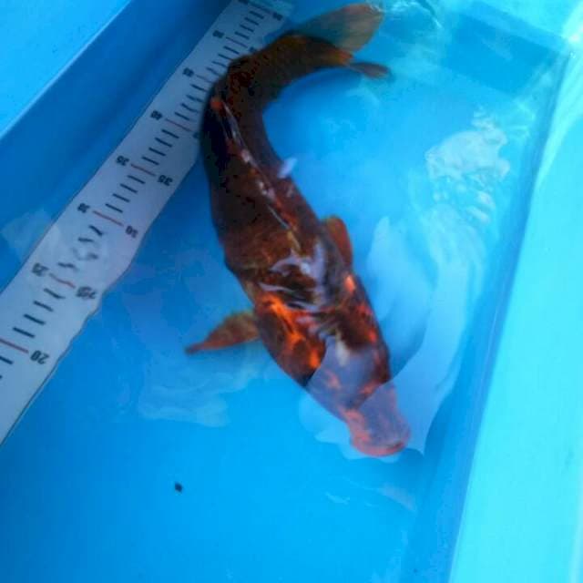 TYK Matsuba 40cm