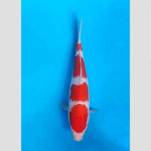 Kohaku yondan