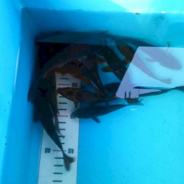 TYK Chagoi Tembaga