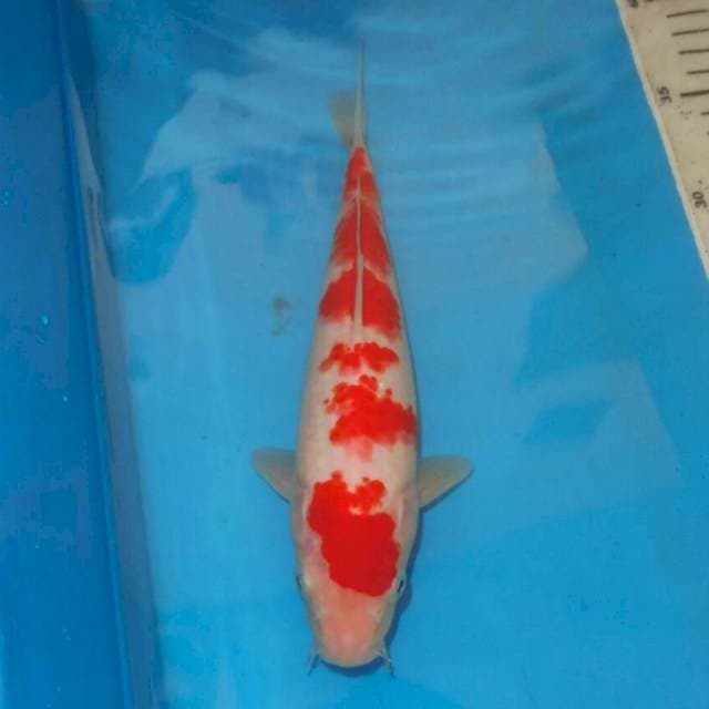 KOHAKU