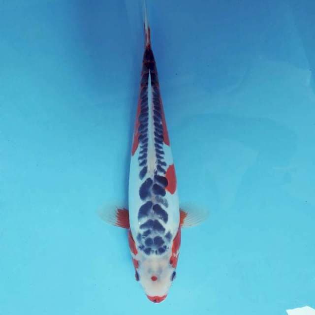 FURY 15 ~ SHUSUI ™