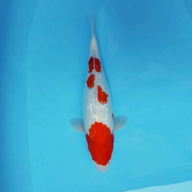 FURY 17 ~ KOHAKU GIN RIN JUMBO ™