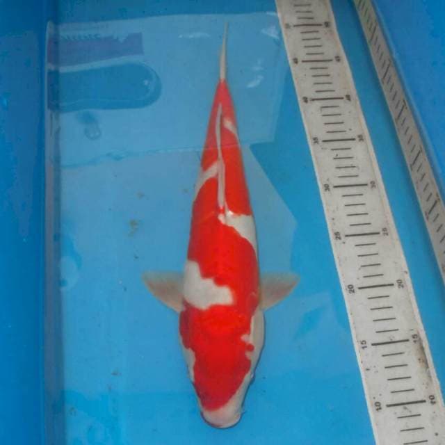 KOHAKU