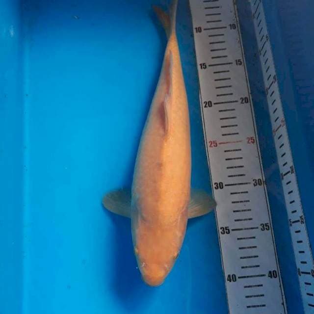 LEMON KOI PENJINAK