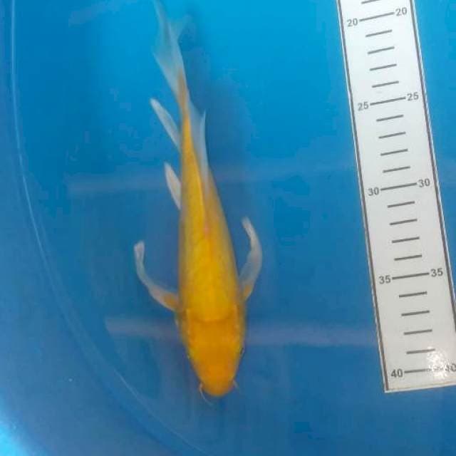 Karasi kumpay