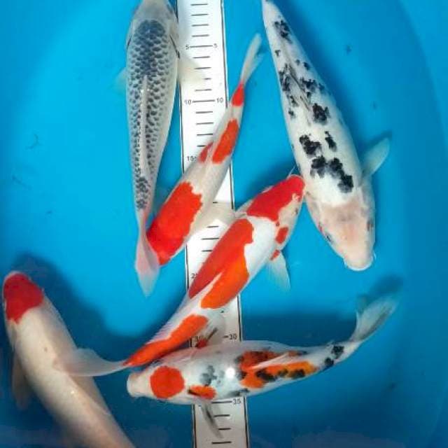 Mix