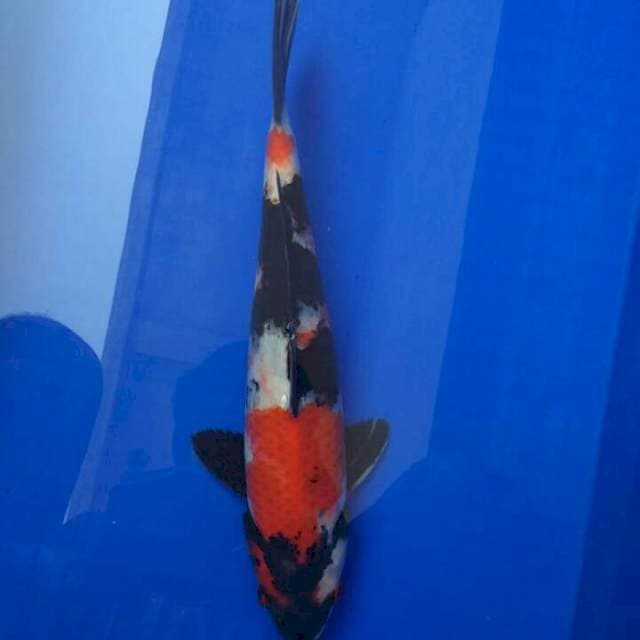 Showa Red Eye 30cm