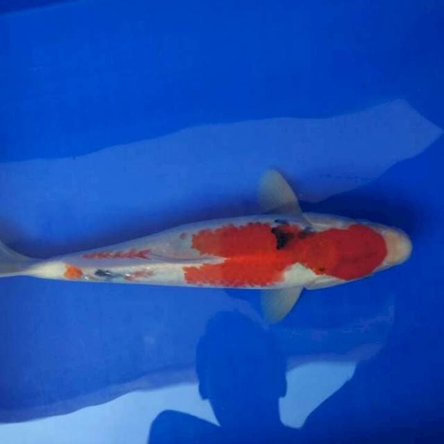 Showa 30cm