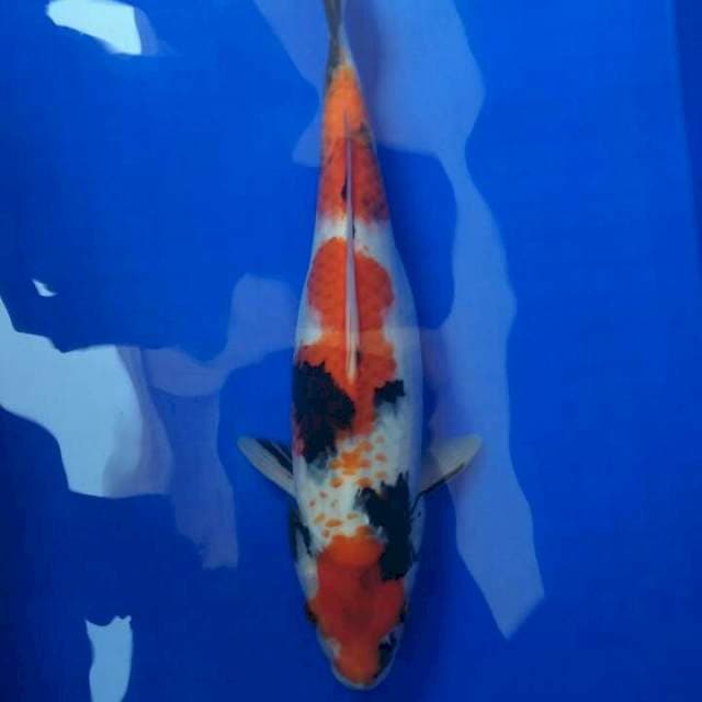 Showa Pregnant 30cm