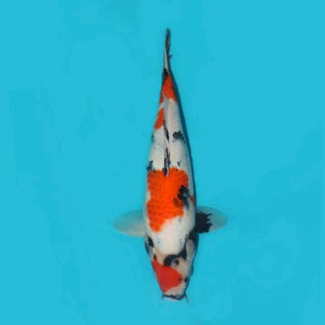 Showa Tategoi_Siroji Good 37 cm