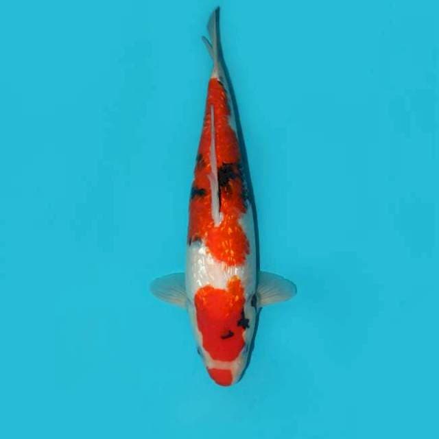 Ginrin Showa Tategoi_Good Skin 33 cm