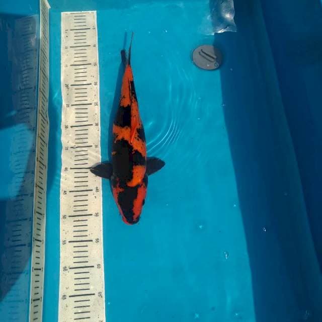 41cm Hiu Female