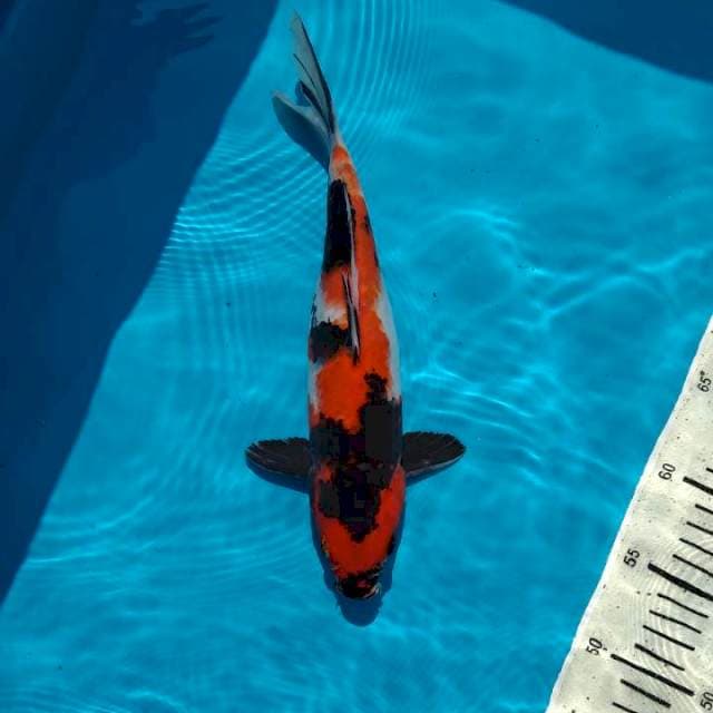 29cm Showa Female