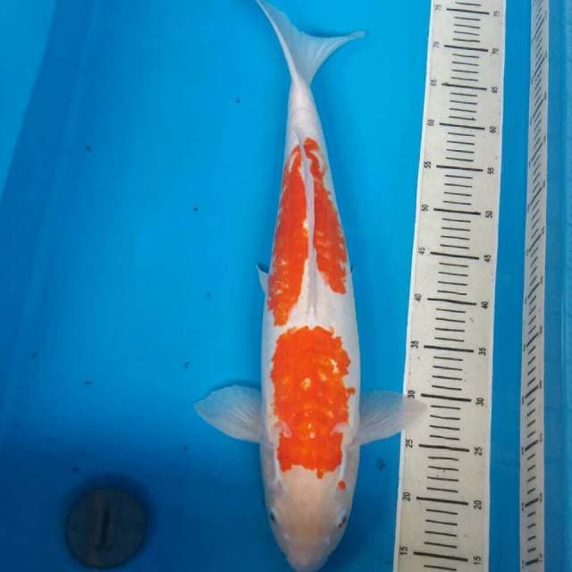 Kohaku jumbo