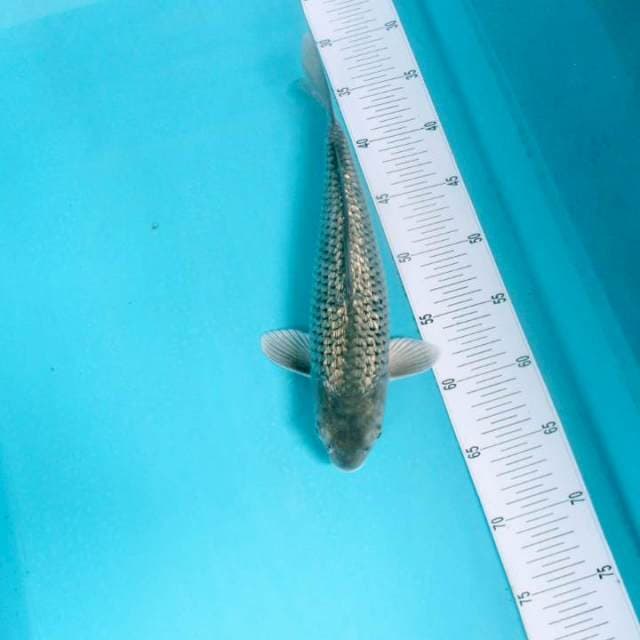 Soragoi Body Torpedo Male Full Ginrin