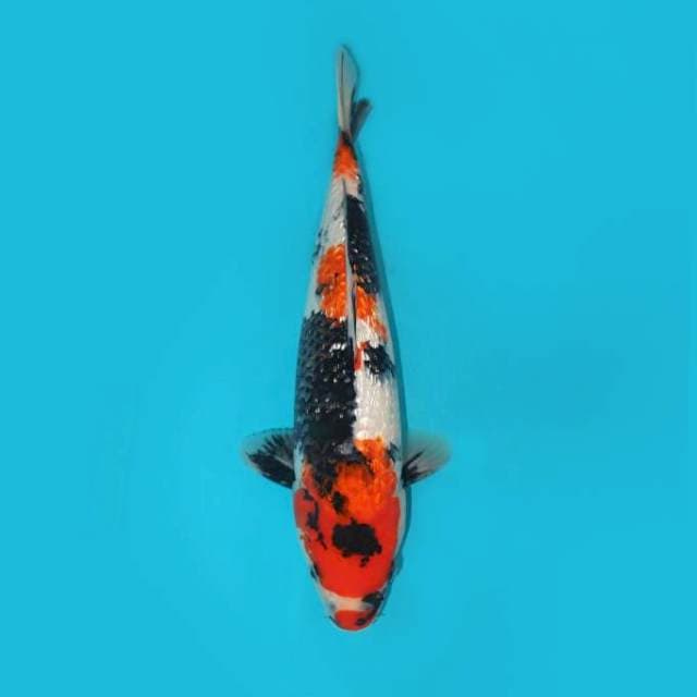 Showa Ginrin 35 cm