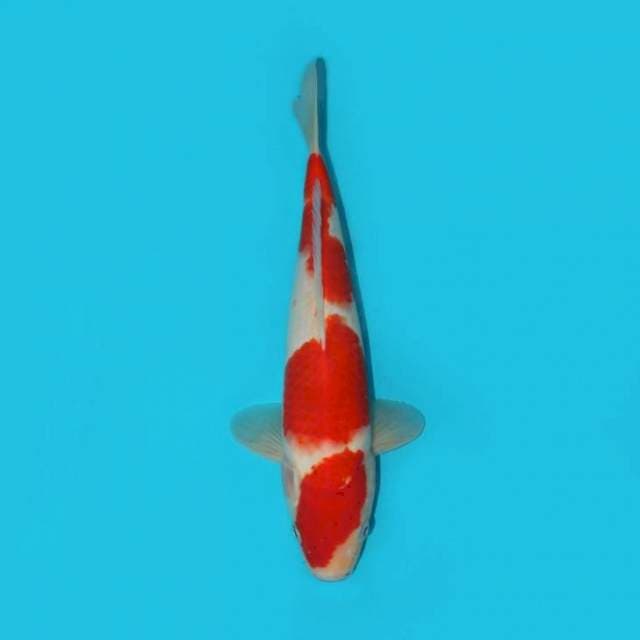 Kohaku 28 cm