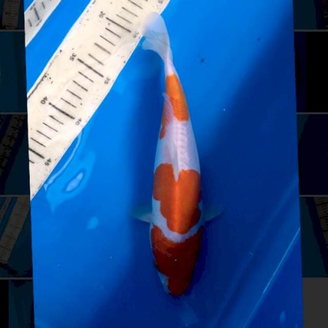 Kohaku doit murni