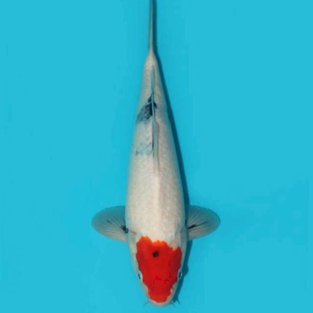 TANCHO SHOWA TATEGOI F1 30 CM