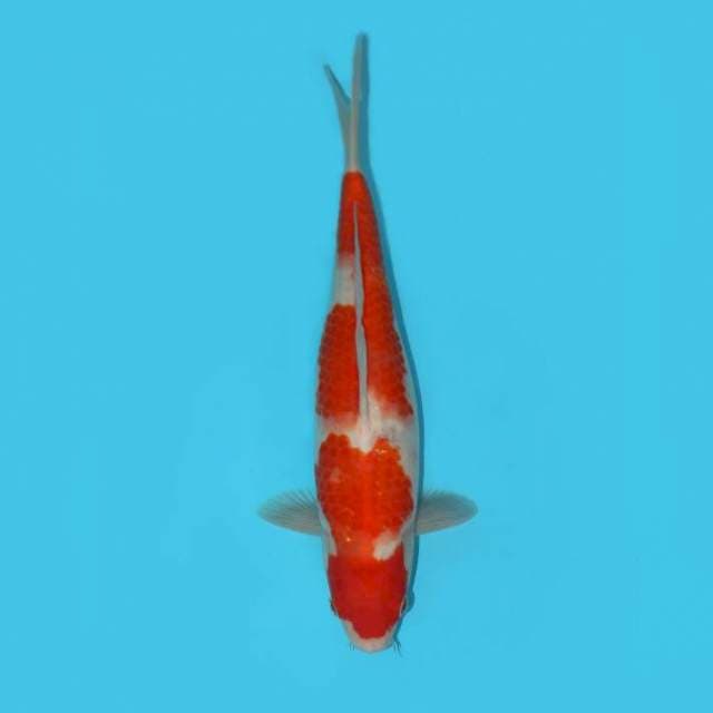 KOHAKU 35 CM