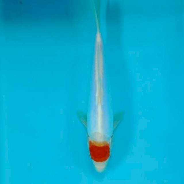 TANCHO 27 CM