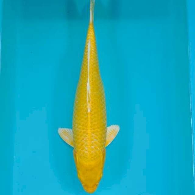 OGON 37 CM