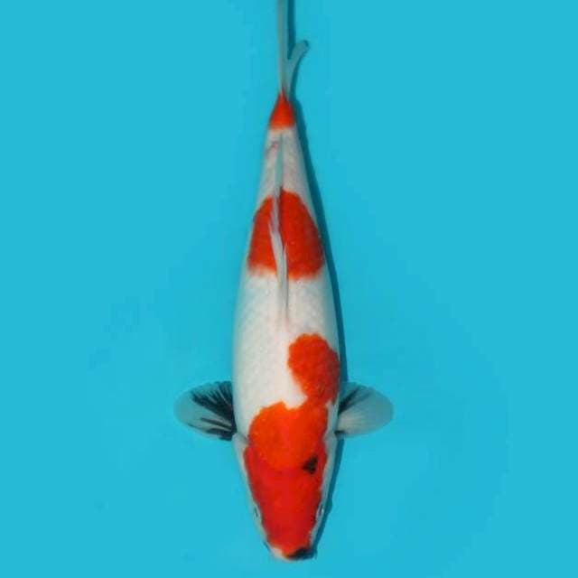 SHOWA TATEGOI F1 32 CM