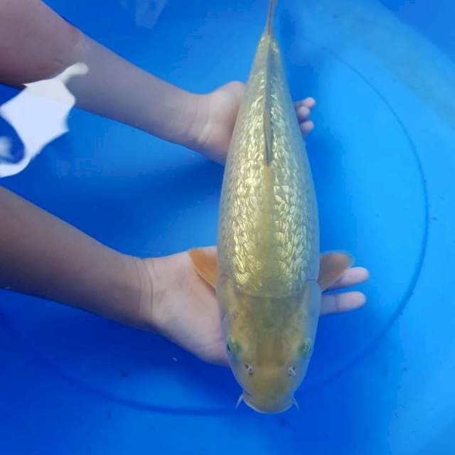Chagoi ginrin punuk