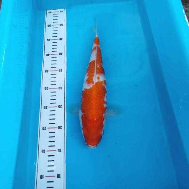 NKC - kohaku bakat jumbo