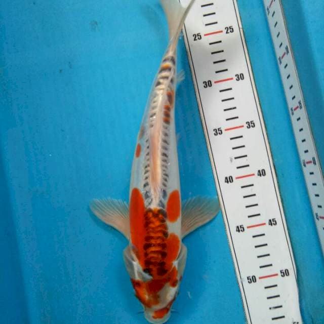 Kiko 33cm