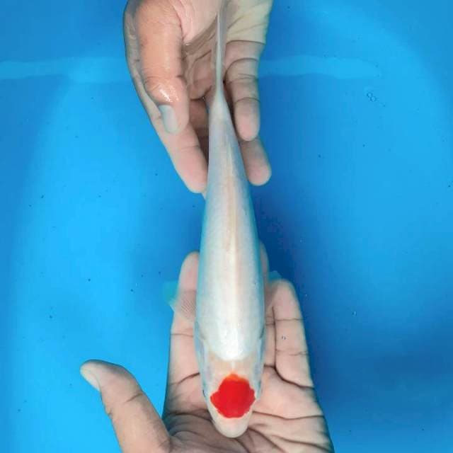 Tancho Kohaku