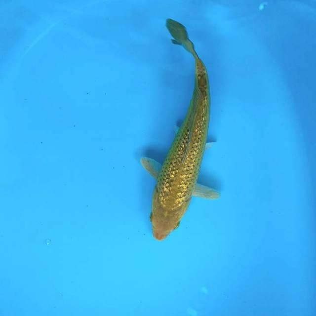 Midori