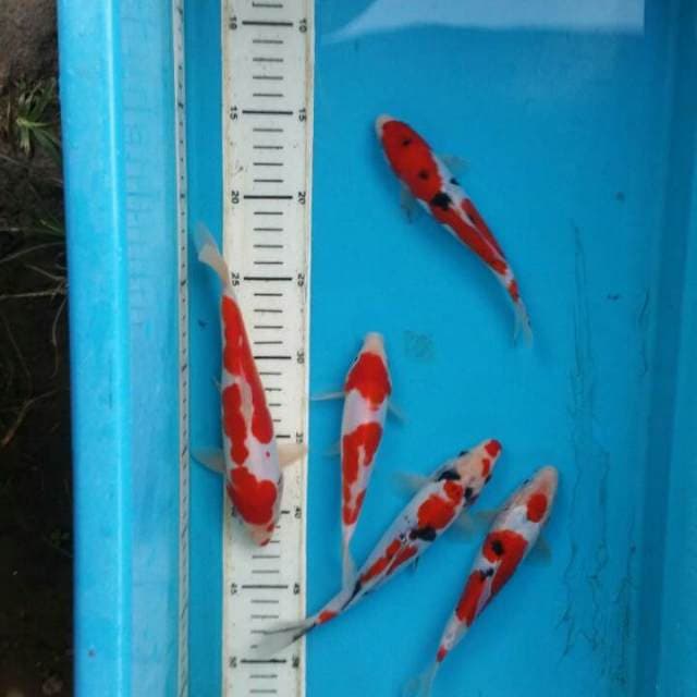 kohaku sanke doit 16-21cm