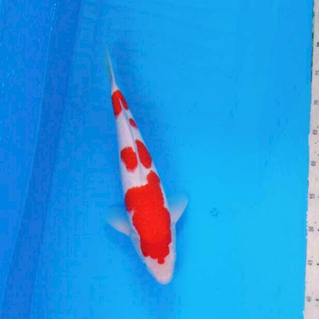 Kohaku Quality