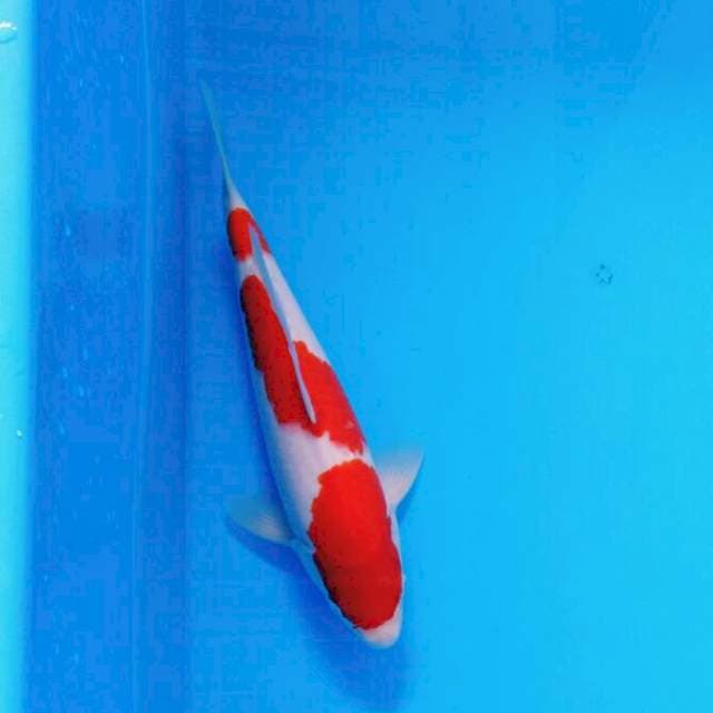 Sandan Kohaku