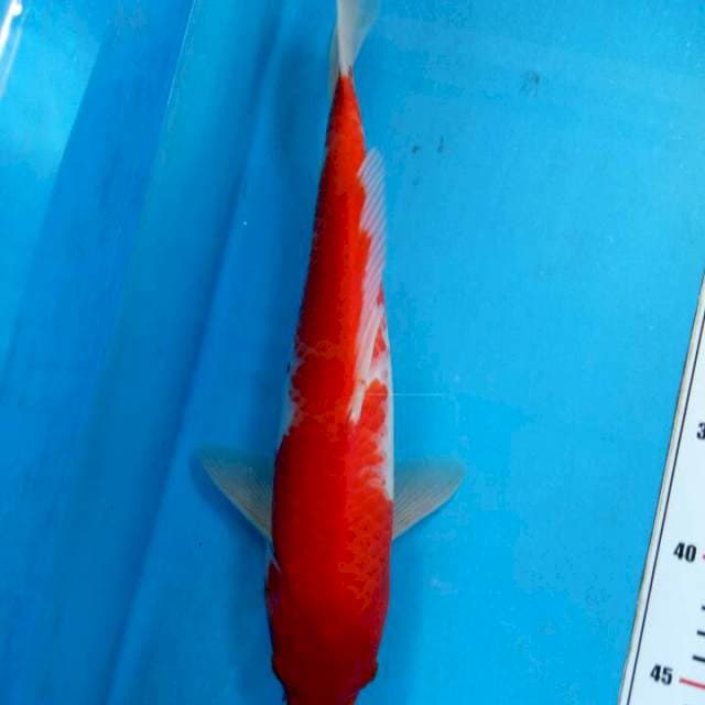 Kohaku 33cm