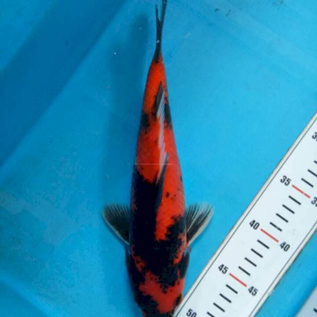 Hi Showa 30cm