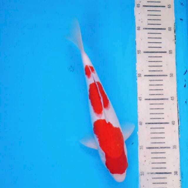 Sandan Kohaku 2