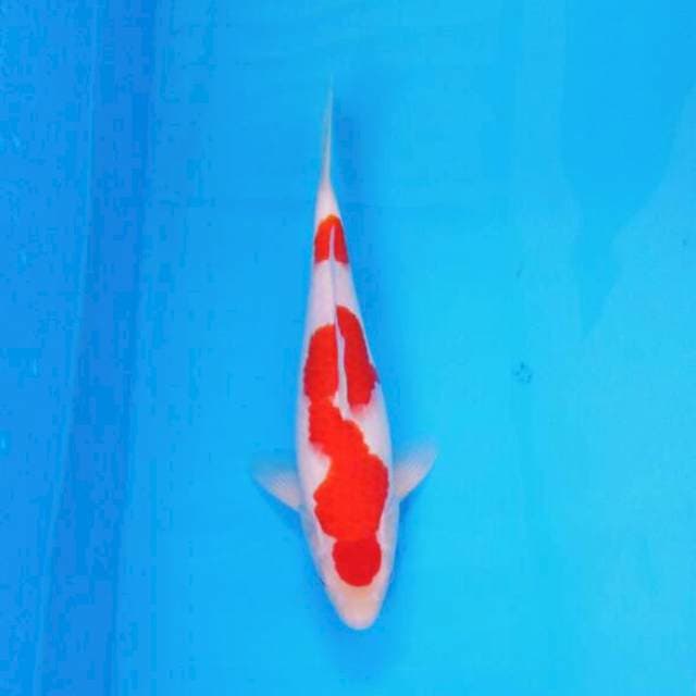 Nidan Kohaku